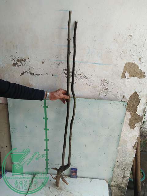 IMG20161229123448.jpg