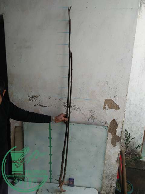 IMG20161229123522.jpg