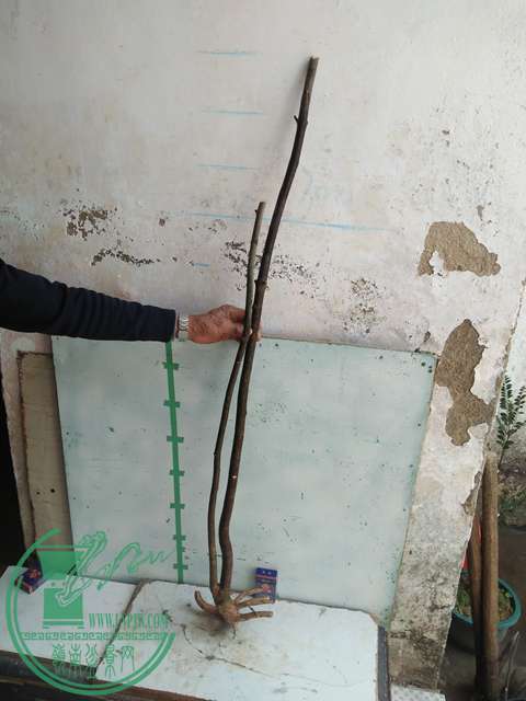 IMG20161229123555.jpg
