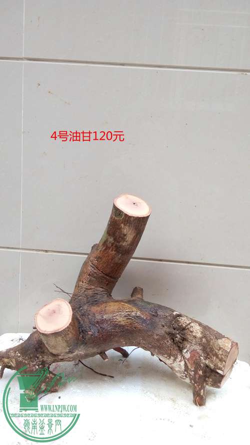P61230-162148_.jpg