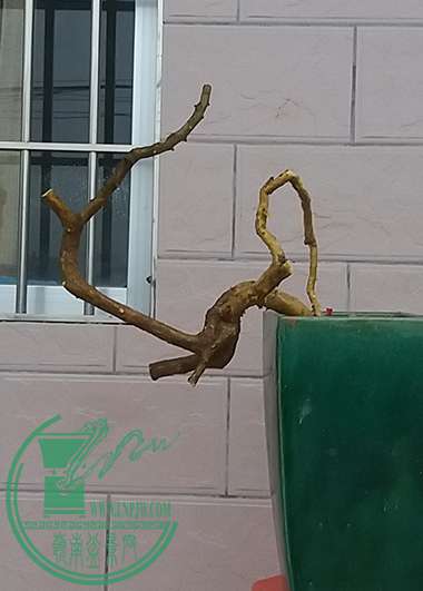 20161230_175604_mh1483095363225.jpg