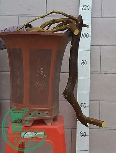 20161230_175135_mh1483095155952.jpg