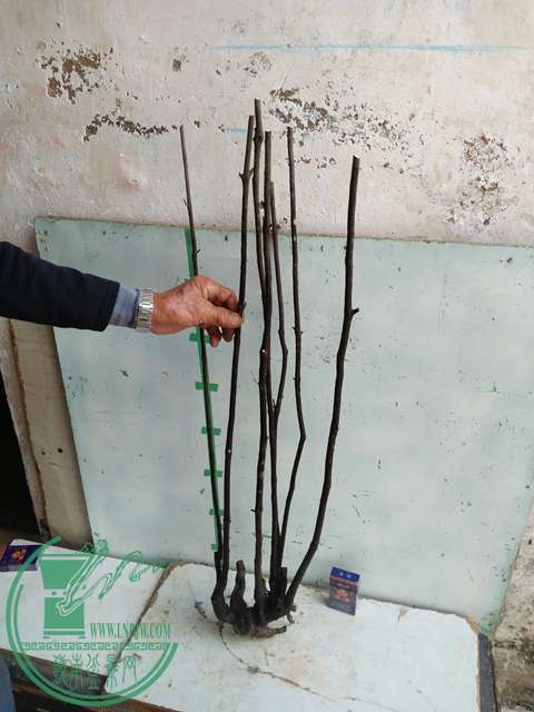 ½ļ (3)IMG20161230123147.jpg