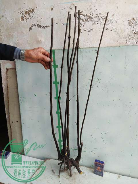 ½ļ (3)IMG20161230123159.jpg
