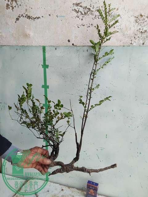 ½ļ (3)IMG20161230123316.jpg