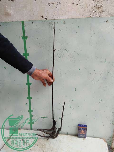 ½ļ (3)IMG20161230122224.jpg