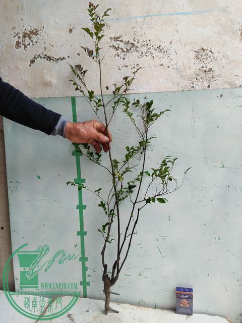 ½ļ (3)IMG20161230122248.jpg