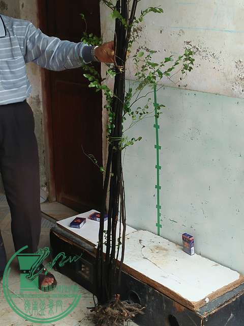 IMG20170101131633.jpg