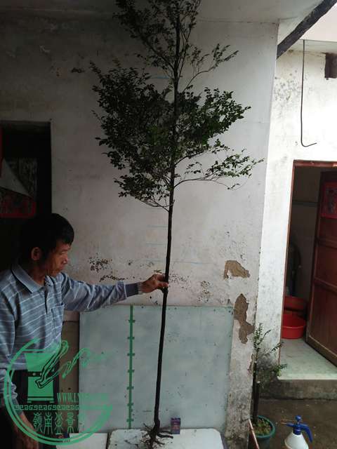 IMG20170101131748.jpg