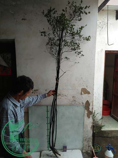 IMG20170101131806.jpg