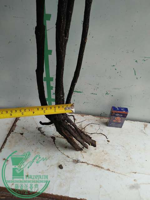 IMG20170101131814.jpg