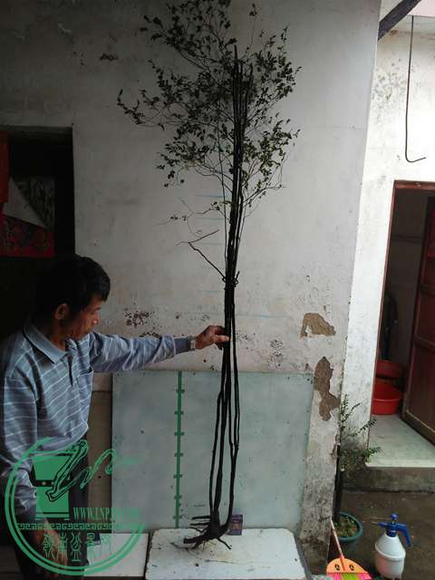 IMG20170101131821.jpg