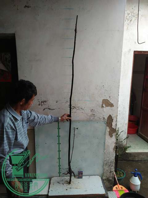 IMG20170101131844.jpg