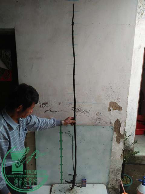IMG20170101131855.jpg