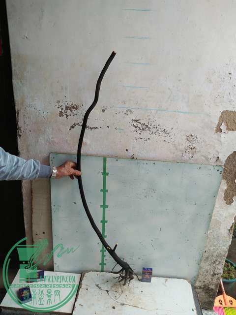 IMG20170101131916.jpg