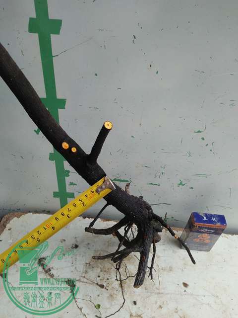 IMG20170101131921.jpg