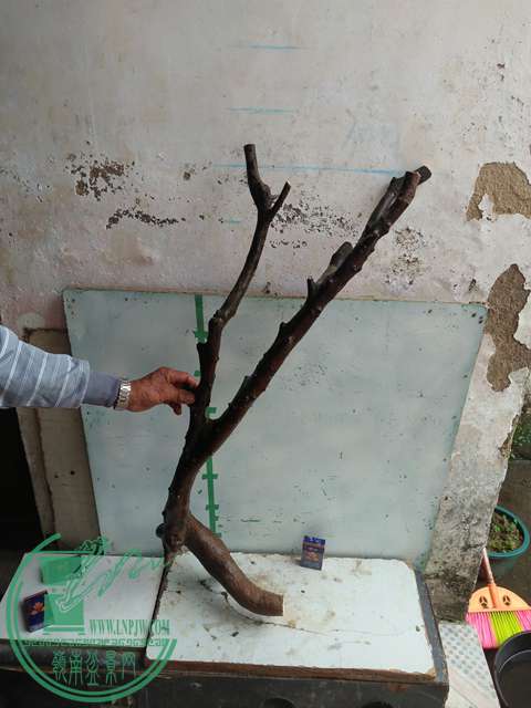 IMG20170101132136.jpg