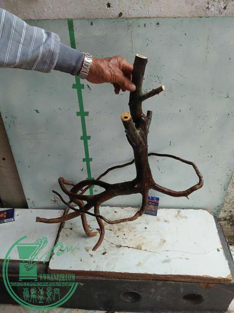 IMG20170101132203.jpg