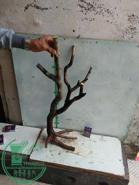 IMG20170101132222.jpg