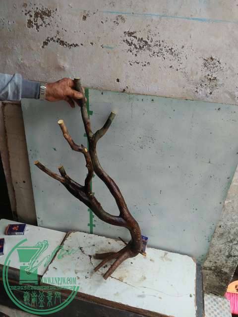 IMG20170101132240.jpg
