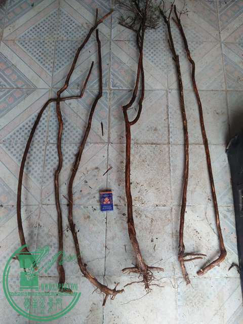 IMG20170101132420.jpg