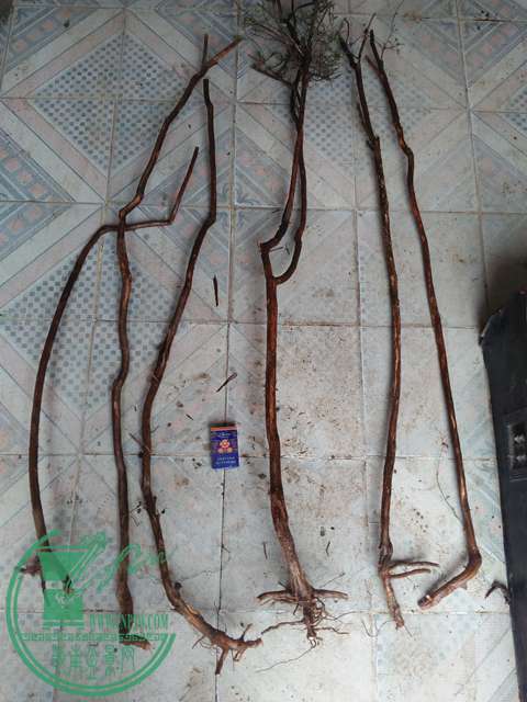 IMG20170101132421.jpg