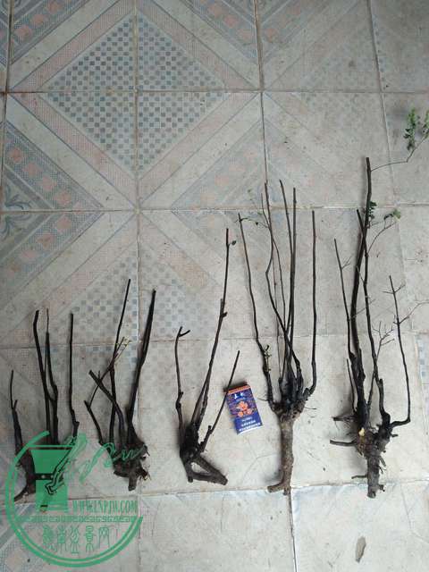 IMG20170101125954.jpg