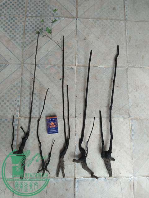 IMG20170101130256.jpg
