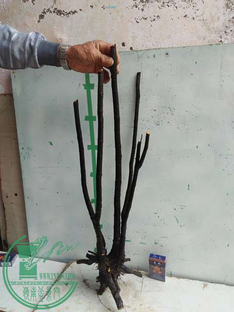 IMG20170101131227.jpg