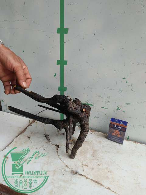 IMG20170101131327.jpg