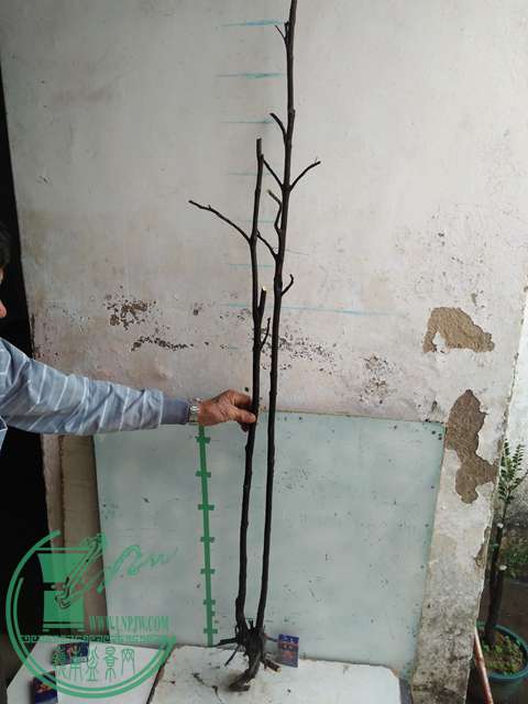 IMG20170101131452.jpg