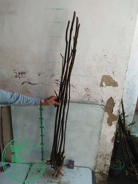 IMG20170102122631.jpg