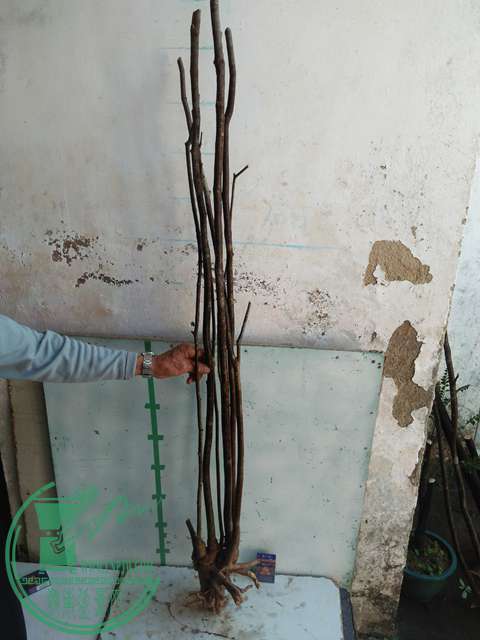 IMG20170102122647.jpg