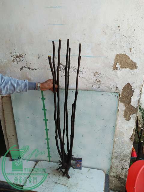 IMG20170103110711.jpg
