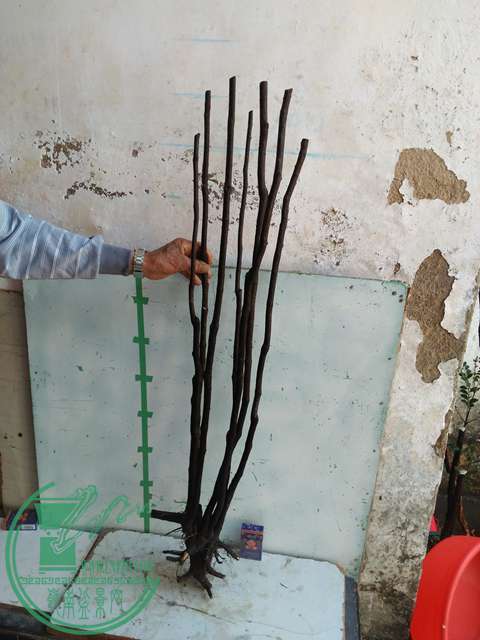 IMG20170103110735.jpg
