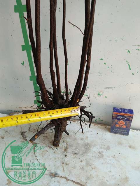IMG20170103110819.jpg