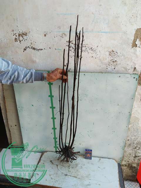 IMG20170103110826.jpg