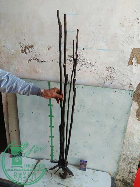 IMG20170103110851.jpg