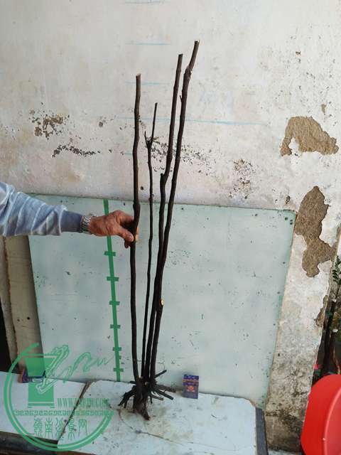 IMG20170103110903.jpg