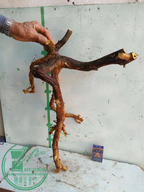 IMG20170103111154.jpg