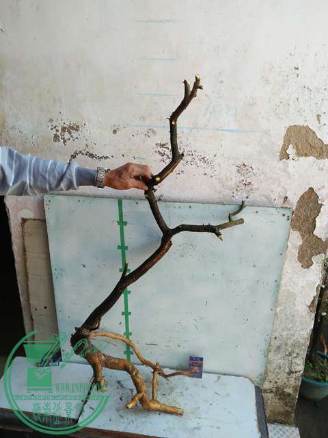 IMG20170103111434.jpg