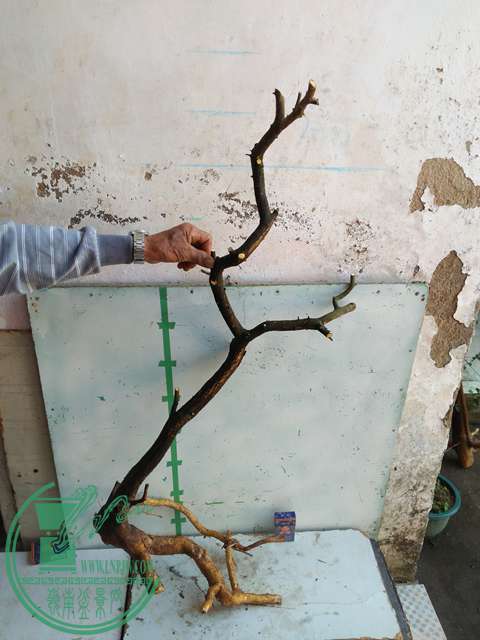 IMG20170103111454.jpg