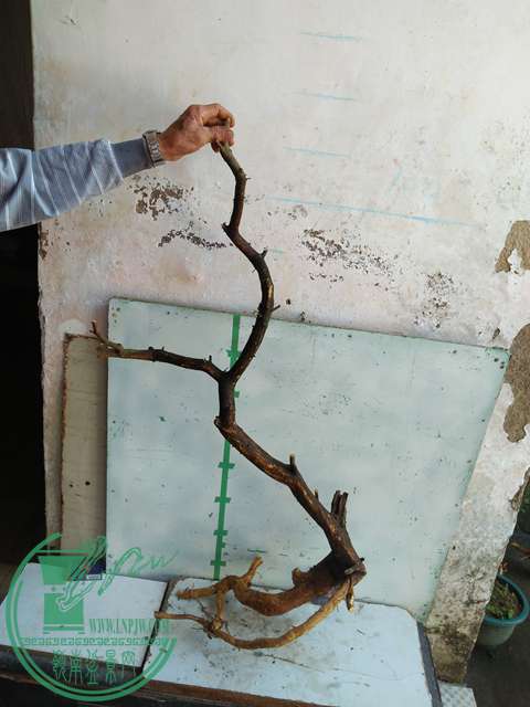 IMG20170103111515.jpg