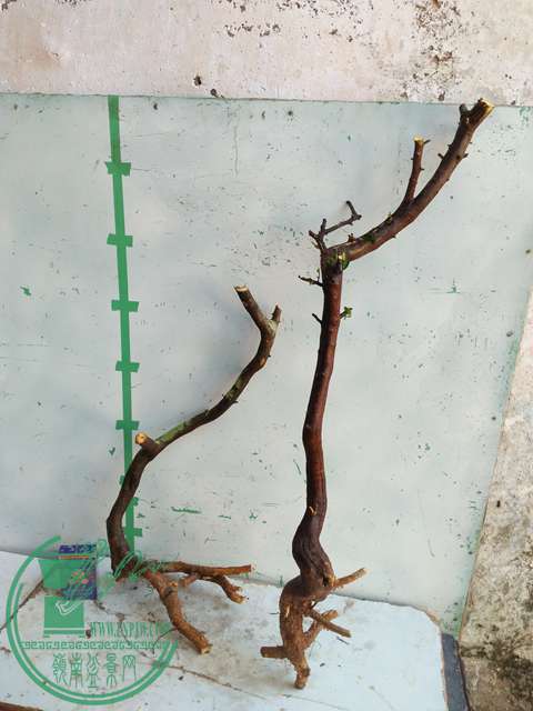 IMG20170103111604.jpg