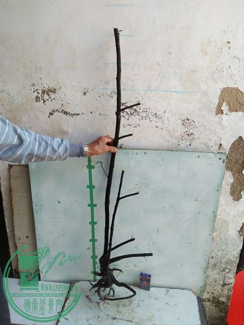 IMG20170103105613.jpg