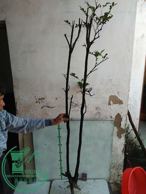 IMG20170103105707.jpg