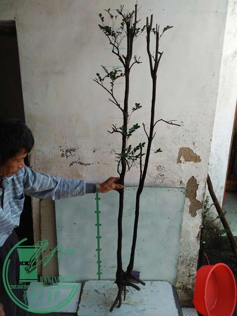 IMG20170103105735.jpg