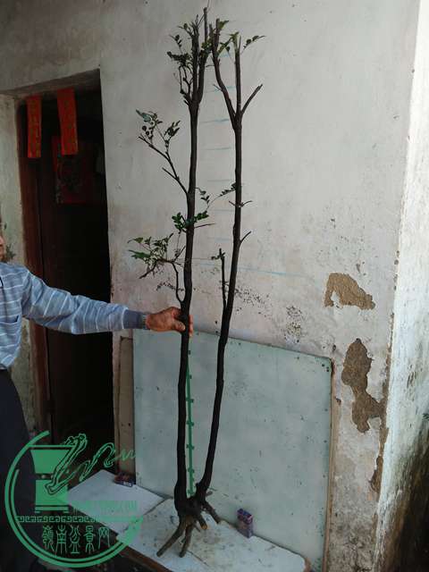 IMG20170103105744.jpg