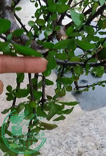 20170104_174813_mh1483526757344.jpg