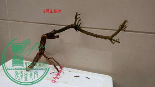 P70104-172829_.jpg